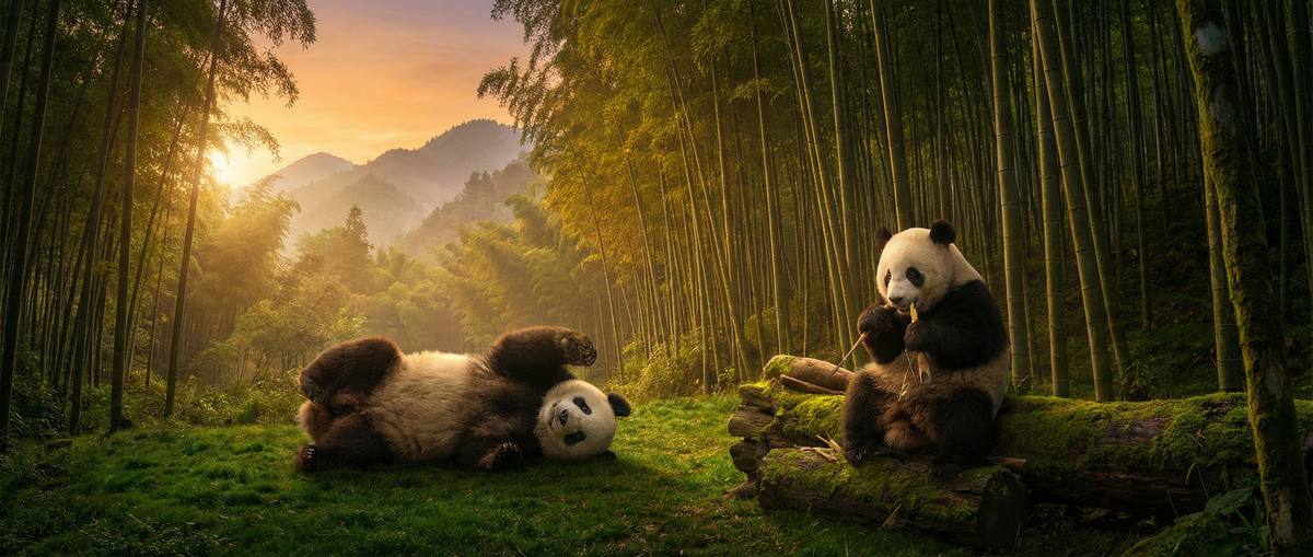 帝王会所熊猫家族视频
